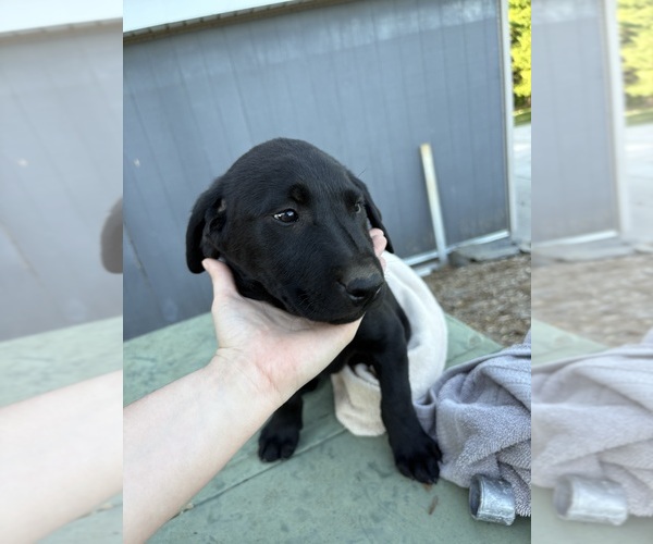 Medium Photo #9 Labrador Retriever Puppy For Sale in GRANITE FALLS, NC, USA
