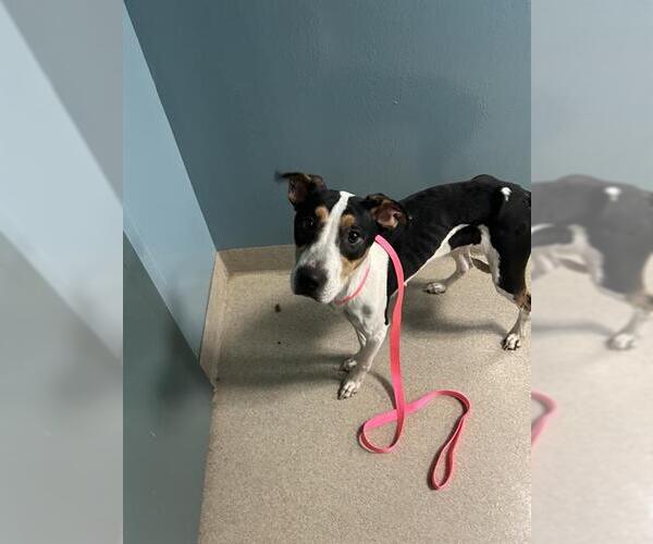 Medium Photo #1 Mutt Puppy For Sale in Newton, NC, USA