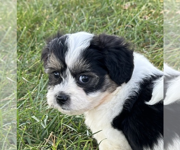 View Ad Zuchon Puppy for Sale near Missouri, SILEX, USA. ADN839624