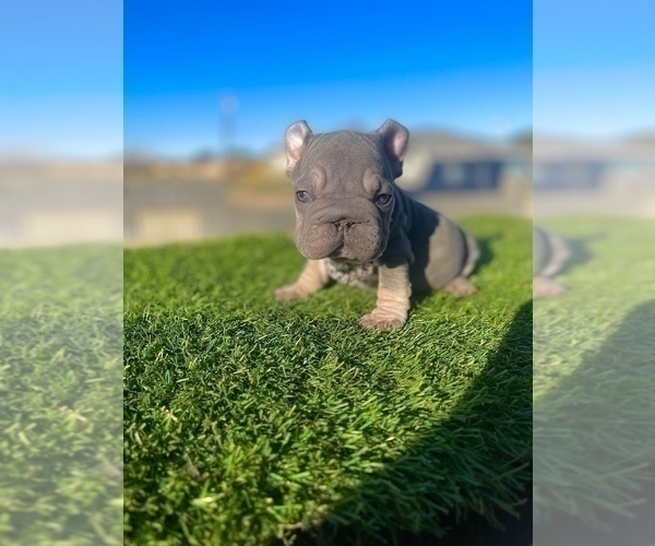 Medium Photo #18 French Bulldog Puppy For Sale in LONG BEACH, CA, USA