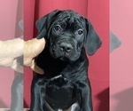 Small Photo #35 Cane Corso Puppy For Sale in COTTAGE GROVE, OR, USA