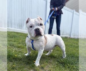 Mutt Dogs for adoption in Boston, MA, USA