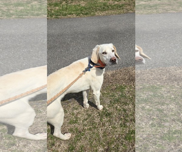 Medium Photo #6 Labrador Retriever-Unknown Mix Puppy For Sale in Rustburg, VA, USA