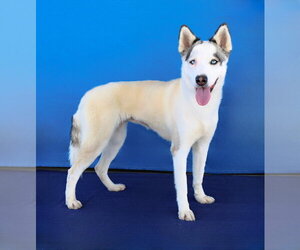 Siberian Husky Dogs for adoption in Pasadena, CA, USA