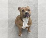 Small #1 Bulldog