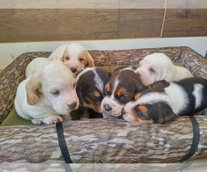 Basset Hound Puppy for sale in CANTON, GA, USA