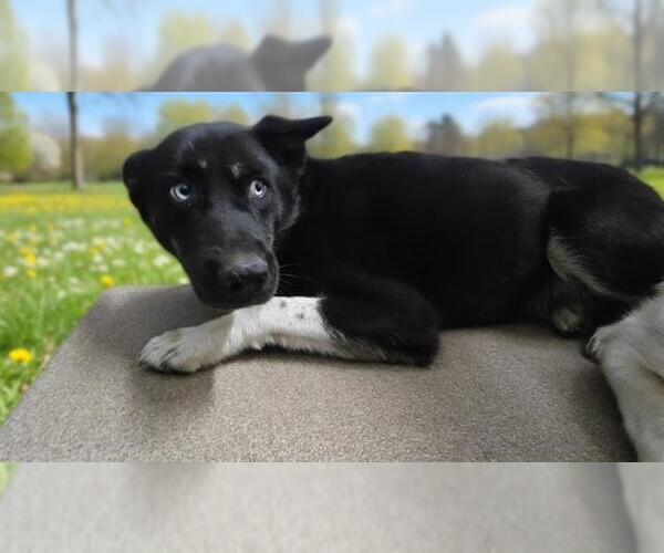 Medium Photo #1 Gerberian Shepsky Puppy For Sale in HESPERIA, CA, USA