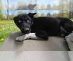 Small Gerberian Shepsky