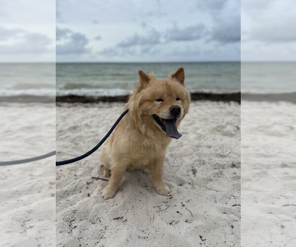 Medium Photo #6 Chow Chow Puppy For Sale in Valrico, FL, USA