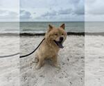 Small #5 Chow Chow