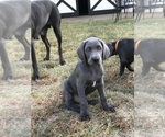 Puppy Puppy 2 Weimaraner