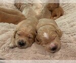 Small Photo #12 Goldendoodle Puppy For Sale in AUSTIN, TX, USA