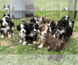 Bernedoodle Puppy for sale in RAVENSWOOD, WV, USA