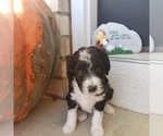 Small Photo #2 Bernedoodle (Miniature) Puppy For Sale in DANVILLE, IN, USA