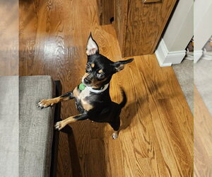 Chipin Dogs for adoption in Shermans Dale, PA, USA