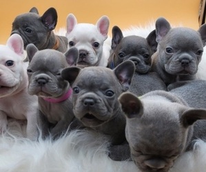 French Bulldog Puppy for sale in SPRINGFIELD, OR, USA