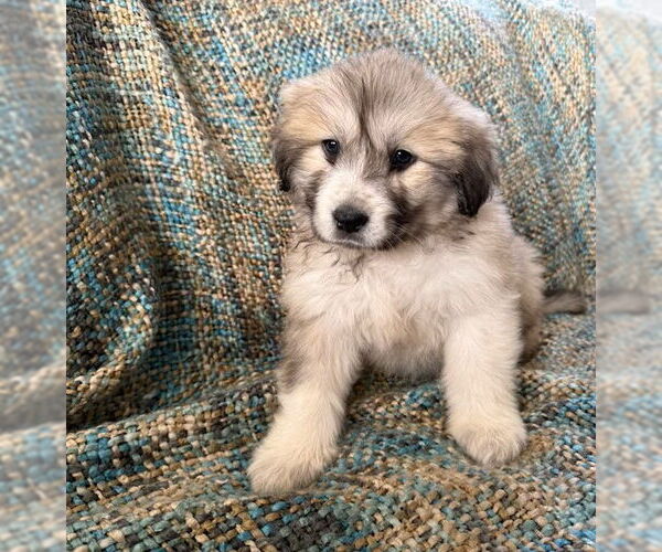 Medium Photo #3 Anatolian Pyrenees Puppy For Sale in MIDWAY, UT, USA