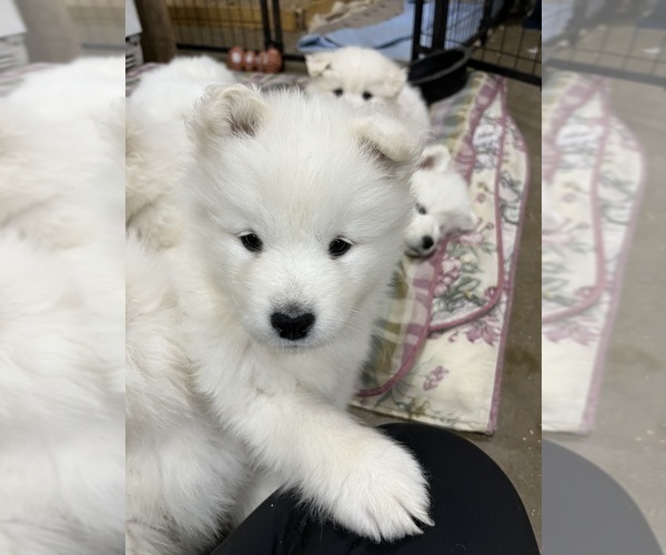 Medium Photo #5 Samoyed Puppy For Sale in LITTLE FALLS, MN, USA