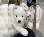 Small Photo #5 Samoyed Puppy For Sale in LITTLE FALLS, MN, USA