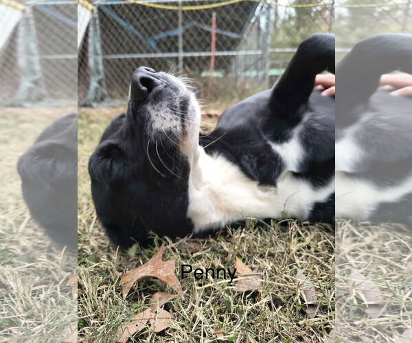 Medium Photo #2 Mutt Puppy For Sale in Farmerville, LA, USA