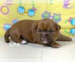 Small #1 Shorkie Tzu