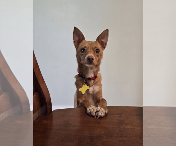 Medium Photo #6 Chihuahua Puppy For Sale in Sandy, UT, USA