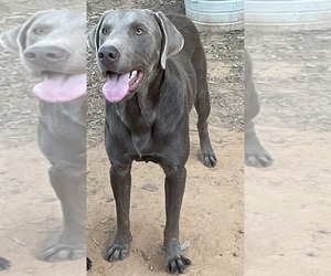 Father of the Labrador Retriever puppies born on 04/01/2025