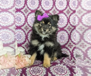 Pomeranian Puppy for sale in OXFORD, PA, USA