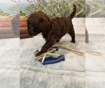 Small Photo #16 Portuguese Water Dog Puppy For Sale in FRANKLIN, TN, USA