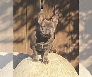Mother of the French Bulldog puppies born on 06/29/2021