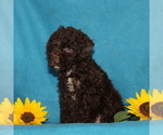 Small Photo #5 Poodle (Miniature) Puppy For Sale in CHRISTIANA, PA, USA