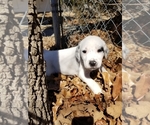 Puppy 5 American Pit Bull Terrier-Great Pyrenees Mix