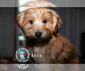 Maltese-Unknown Mix Dogs for adoption in Omaha, NE, USA