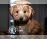 Small Maltese Mix