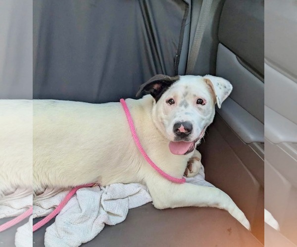 Medium Photo #5 American Bulldog-Unknown Mix Puppy For Sale in Germantown, OH, USA