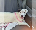 Small #4 American Bulldog Mix