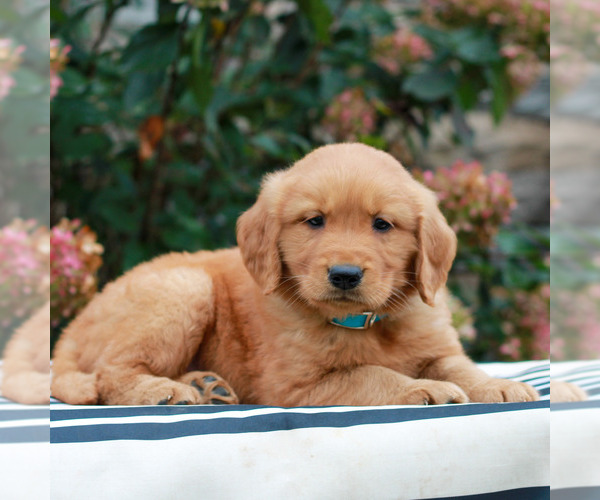 Medium Photo #3 Golden Retriever Puppy For Sale in LITITZ, PA, USA