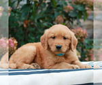 Michael - Male Golden Retriever Puppy for Sale - Photo #3
