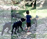 Small #3 Mutt
