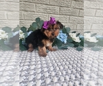 Small #2 Yorkshire Terrier