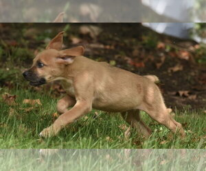 Lainey - Female Australian Shepherd-Beagle Mix Dog for Adoption - Photo #14