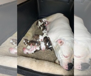 American Pit Bull Terrier-Olde English Bulldogge Mix Puppy for sale in PFLUGERVILLE, TX, USA