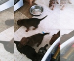 Small Photo #15 Labrador Retriever-Red Heeler Mix Puppy For Sale in CEDAR CITY, UT, USA