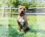 Small #2 American Pit Bull Terrier Mix
