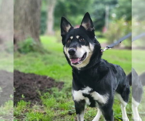 Australian Shepherd-Unknown Mix Dogs for adoption in Lancaster, PA, USA