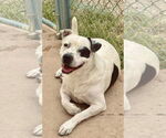 Small #7 American Pit Bull Terrier Mix