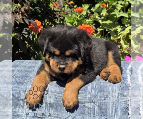 Medium Photo #3 Rottweiler Puppy For Sale in SHIPPENSBURG, PA, USA