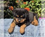Nutmeg - Male Rottweiler Puppy for Sale - Photo #3