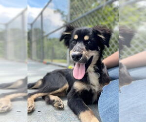 Australian Shepherd-Collie Mix Dogs for adoption in Fairfax, VA, USA