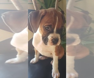 Boxer Puppy for sale in HIGHLAND LAKES, NJ, USA